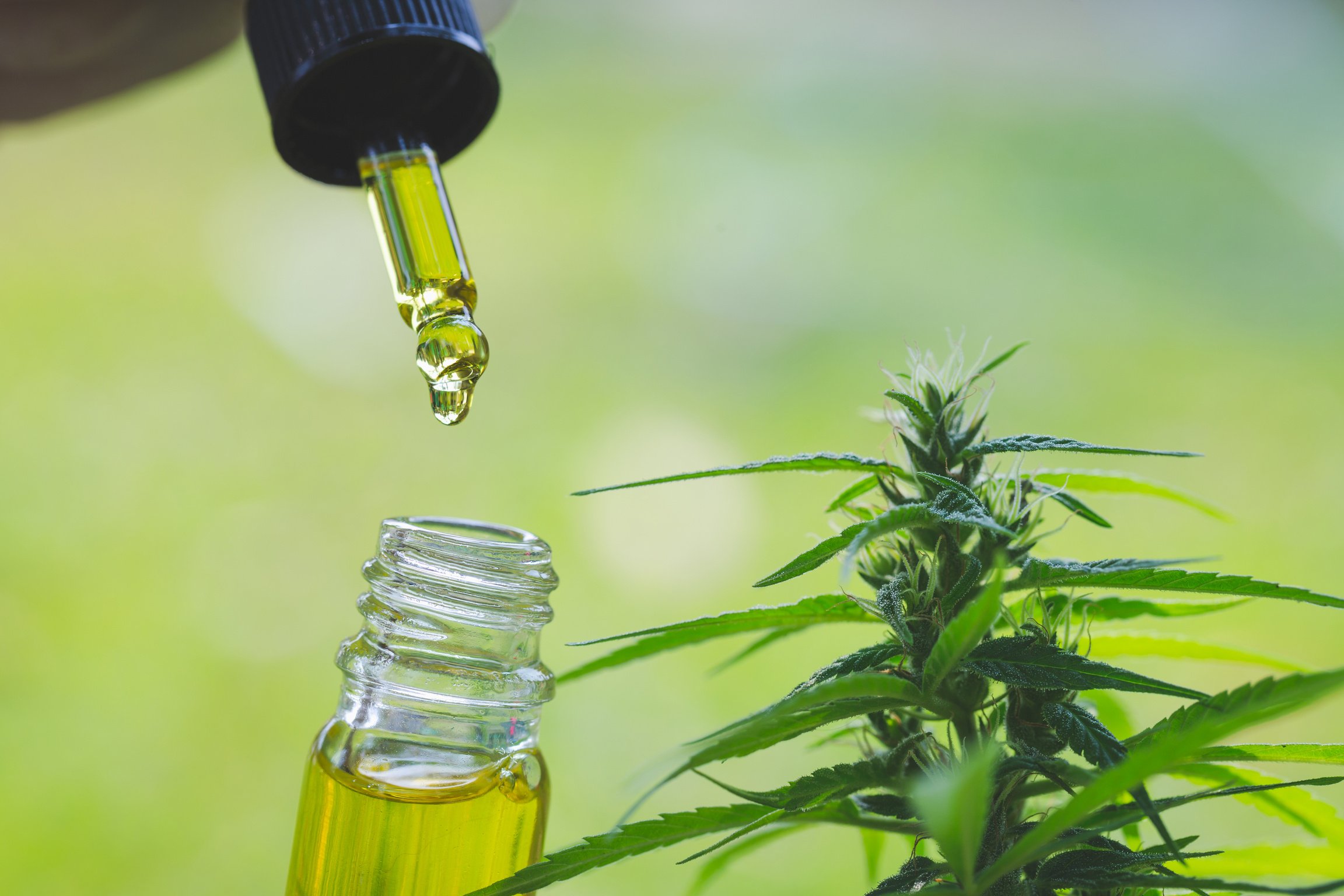The hands of scientists dropping marijuana oil for experimentation and research, Concept of herbal alternative medicine, cbd hemp oil, pharmaceptical industry.